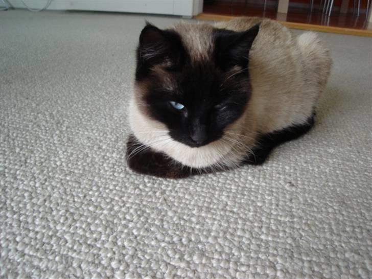 Siameser Mille billede 4