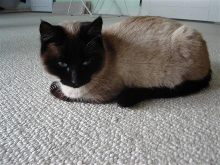 Siameser Mille billede 5