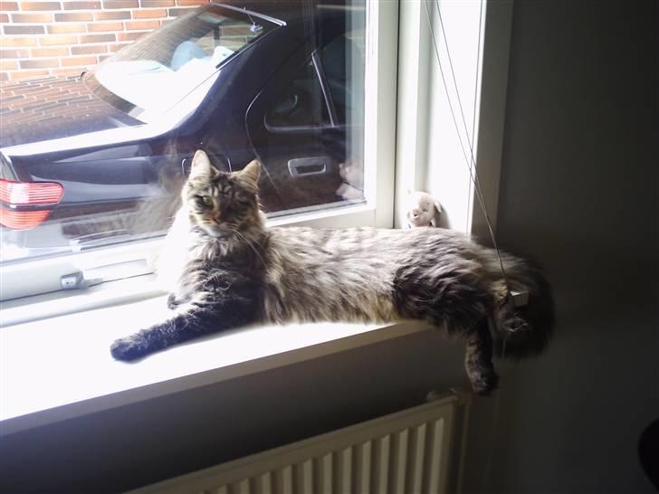 Maine Coon Fia  billede 1