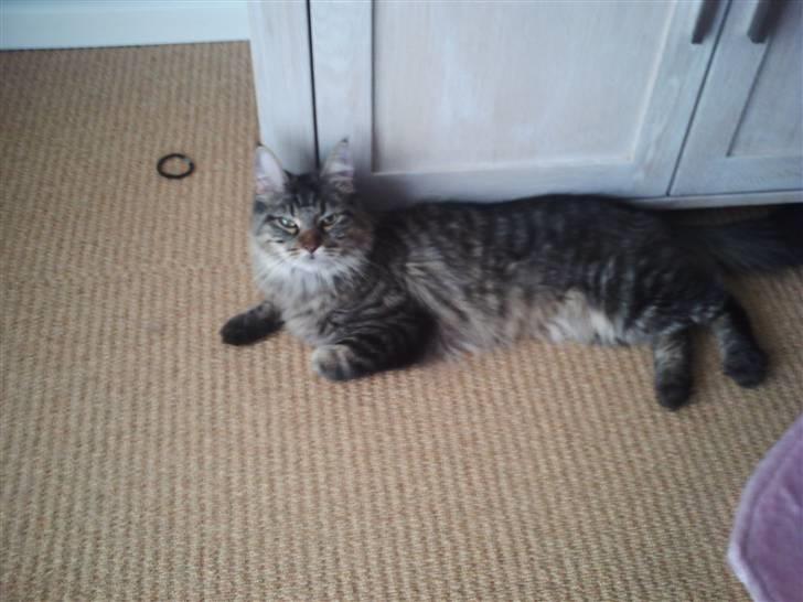 Maine Coon Fia  billede 2