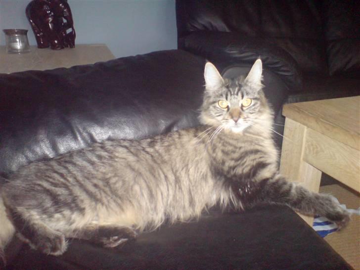 Maine Coon Fia  - Hov hov tager du billeder af mig!!!! billede 3