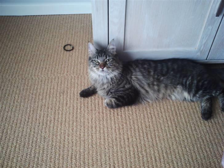 Maine Coon Fia  billede 4