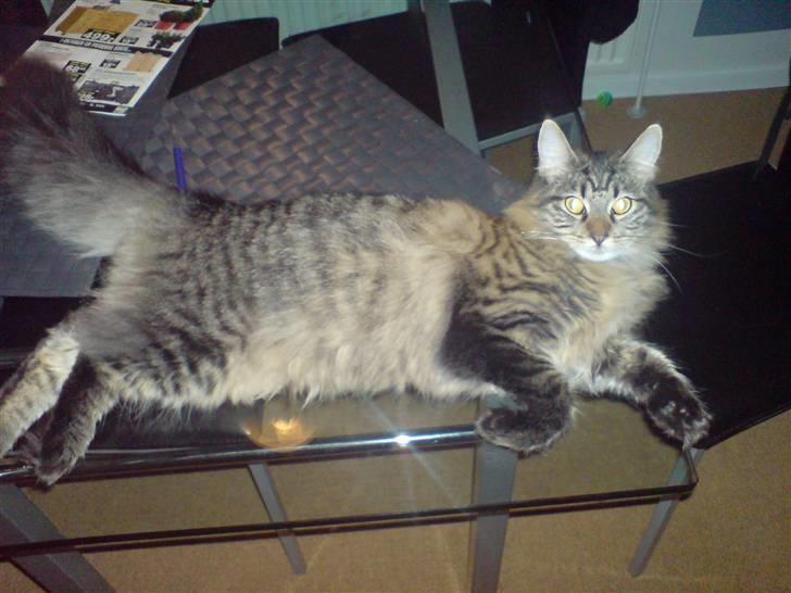 Maine Coon Fia  - Er jeg ikke blevet stor:-) billede 5