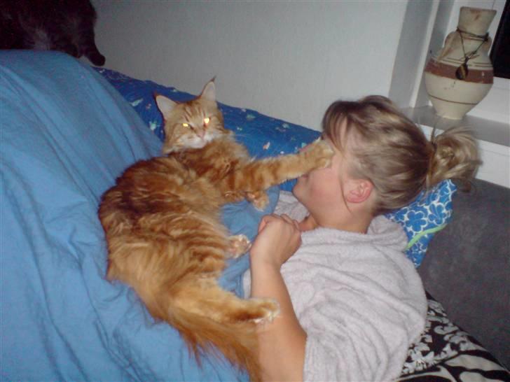 Maine Coon Oskar  billede 18