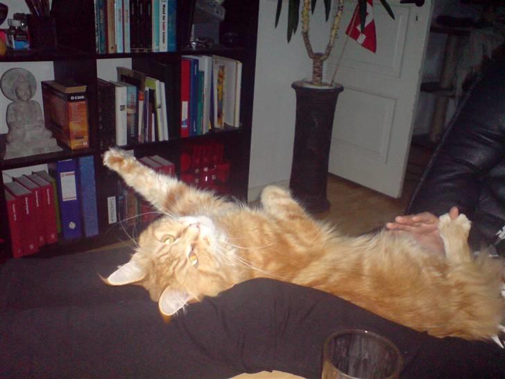 Maine Coon Oskar  billede 19