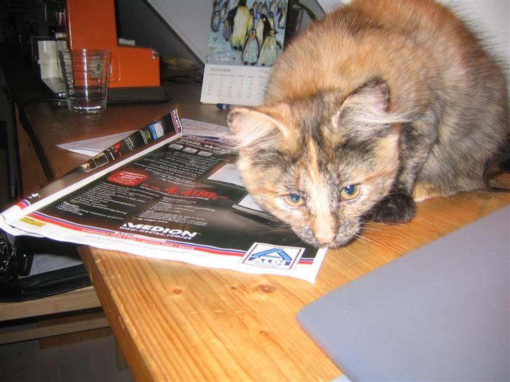 Blanding af racer Krydder billede 1