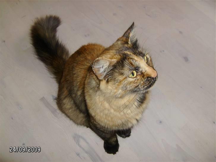 Blanding af racer Krydder billede 2