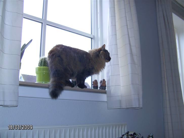 Blanding af racer Krydder billede 3