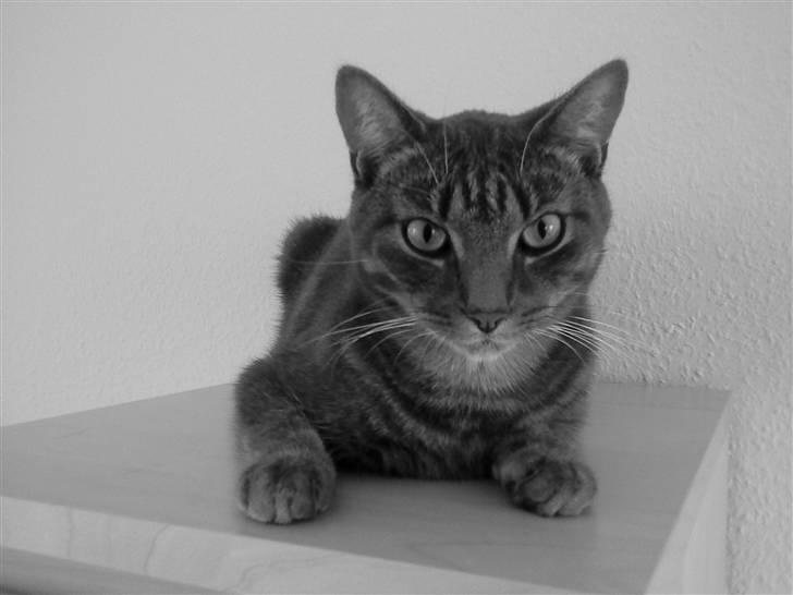 Huskat Ferrari - ferrari på sin yndlings plads billede 7