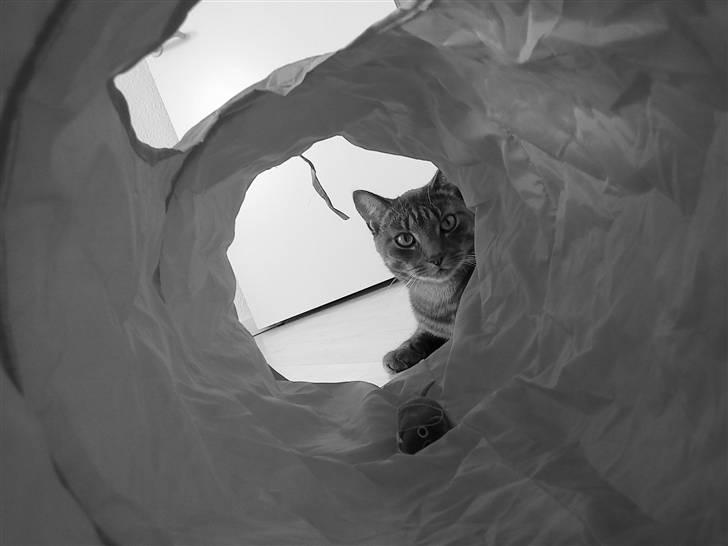 Huskat Ferrari - Ferrari som kigger til fotografen billede 8