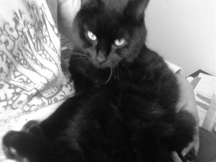 Huskat Molly billede 1