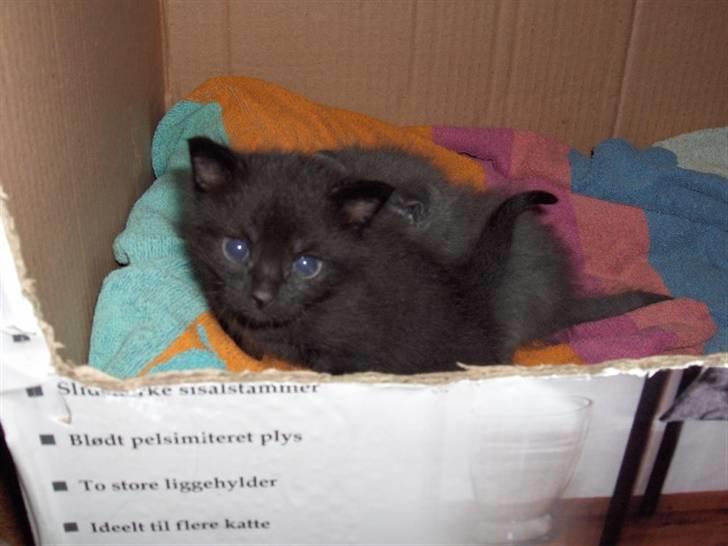 Huskat Molly billede 2