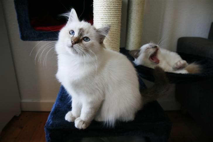 Hellig Birma Lille My's Sigurd billede 1