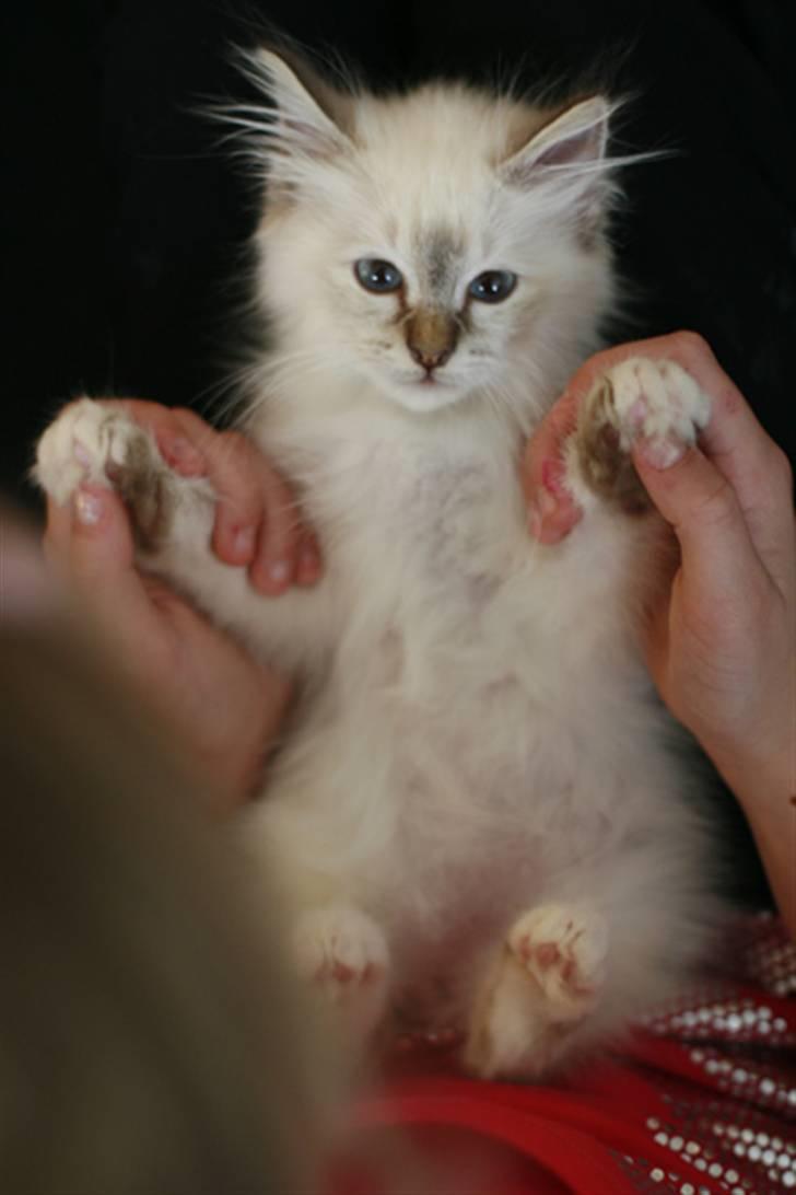 Hellig Birma Lille My's Sigurd billede 2