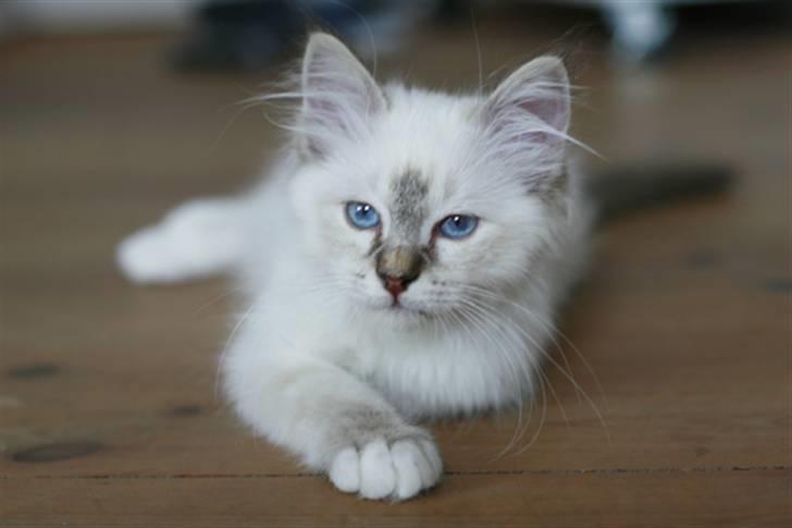 Hellig Birma Lille My's Sigurd billede 3