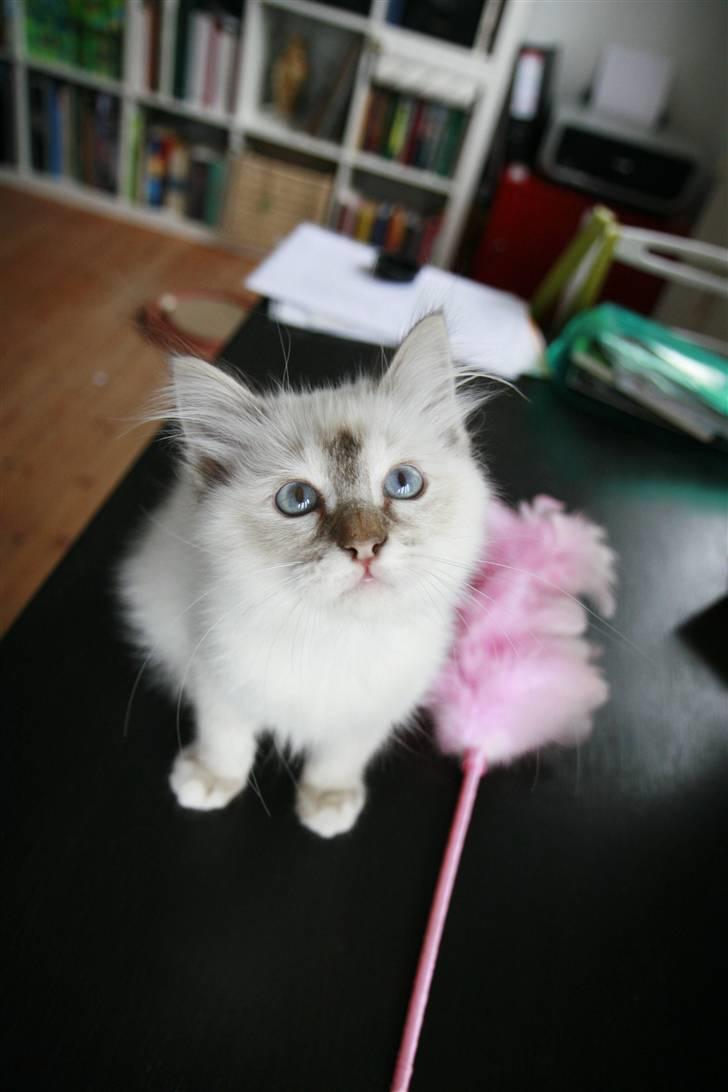 Hellig Birma Lille My's Sigurd billede 4