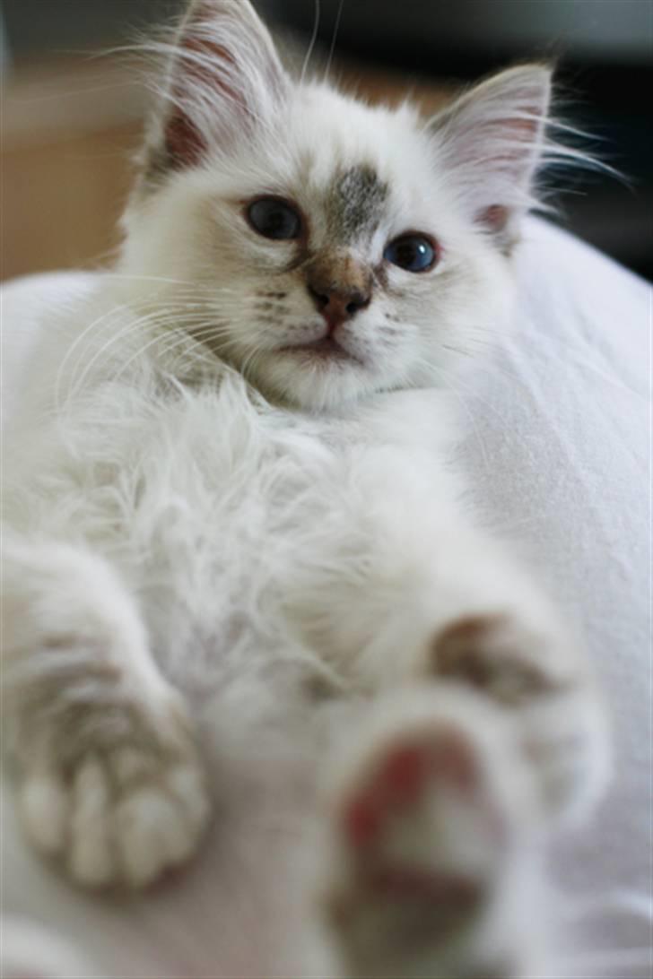 Hellig Birma Lille My's Sigurd - Putter gerne i mors skød, helst på ryggen... billede 5