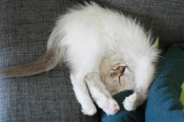 Hellig Birma Lille My's Sigurd - Æææælsker at sove i mærkelige stillinger. billede 6