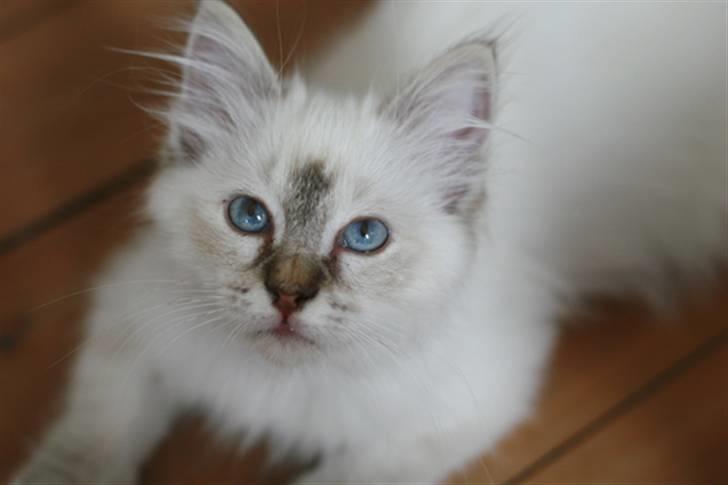 Hellig Birma Lille My's Sigurd billede 7