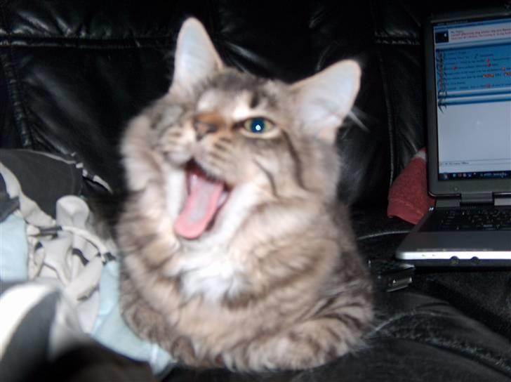 Norsk Skovkat Tutter - Her gaber den lille kat... Han synes nok selvskabet er kedelig :D billede 1