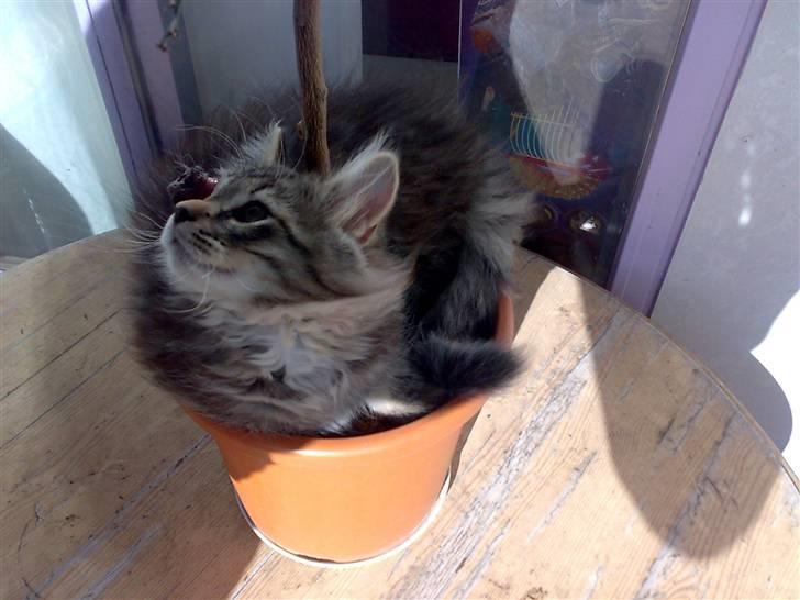 Norsk Skovkat Tutter - Her ligger han i sin urtepotte... Også dengang han var lille... Nu kan han ik være der i :D billede 2