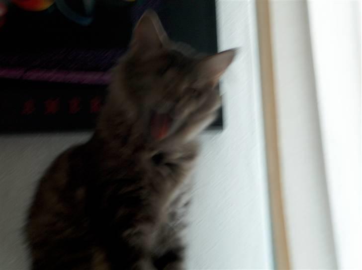 Norsk Skovkat Tutter - "Hvor er du kedelig mor" billede 3