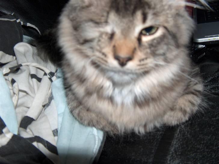 Norsk Skovkat Tutter billede 4