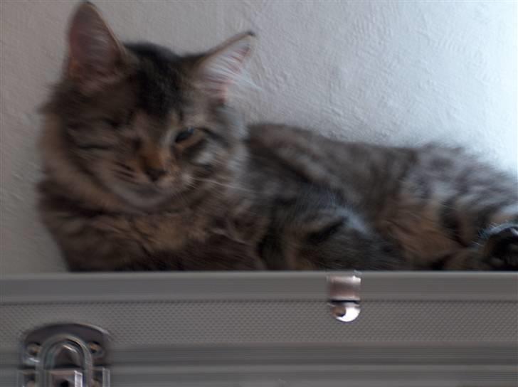 Norsk Skovkat Tutter - Her ligger han på sin alukuffert... Det kan han godt lide :D billede 5