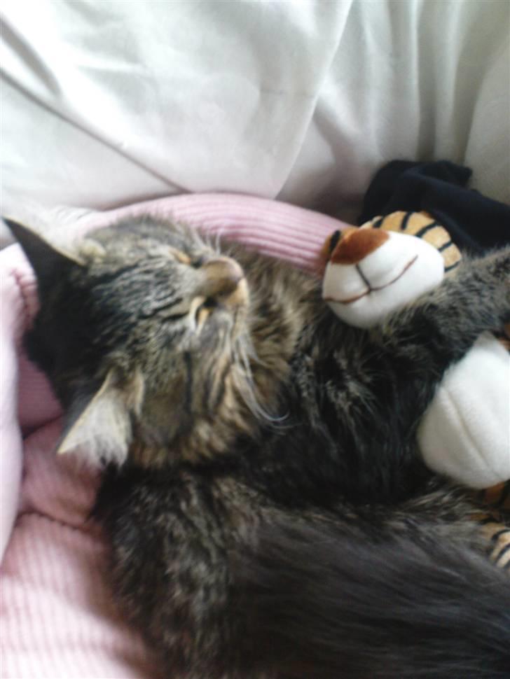 Norsk Skovkat Skipper - han elsker hans lille bamse... billede 14