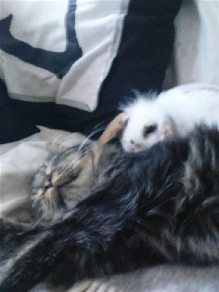 Norsk Skovkat Skipper - Vores nye kanin Fnug er blevet taget godt imod.. billede 15