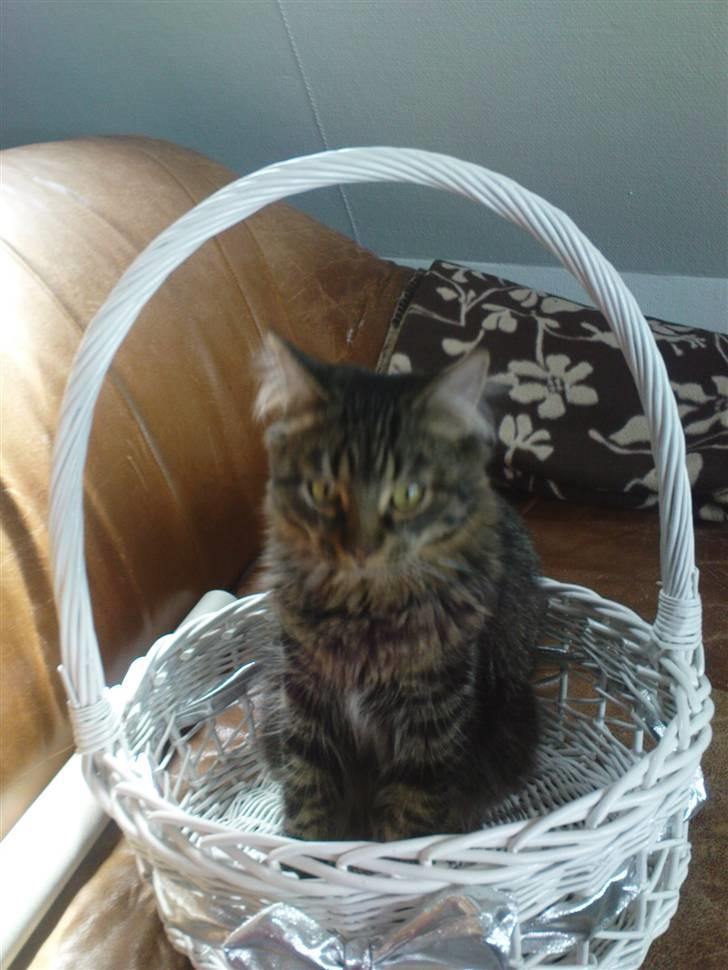 Norsk Skovkat Skipper - nåhh altså billede 16