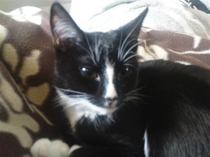 Huskat Kiwi billede 1