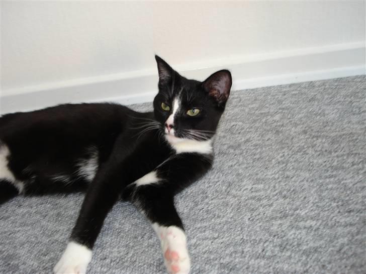 Huskat Kiwi billede 2