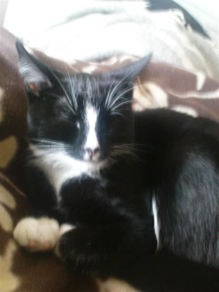 Huskat Kiwi billede 3