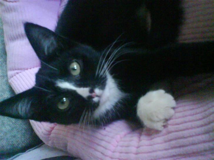 Huskat Kiwi - min smukke tøs... billede 4