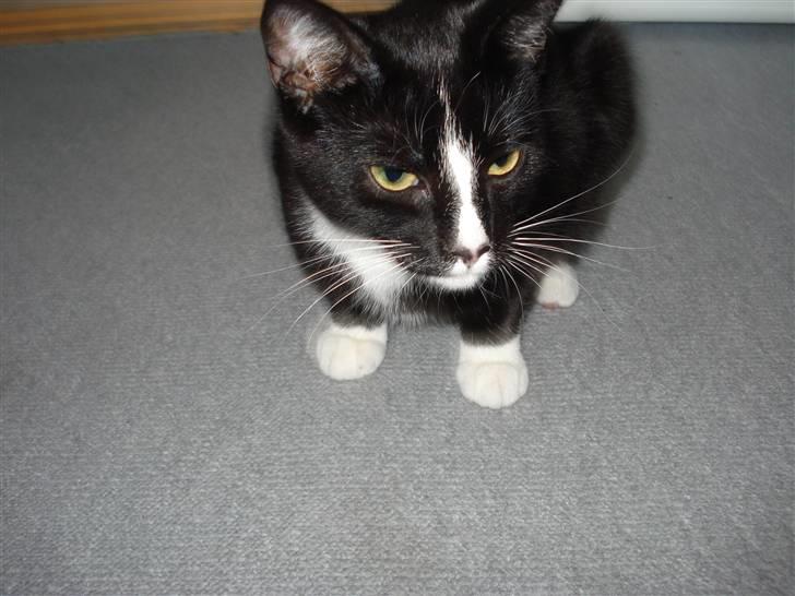 Huskat Kiwi billede 5