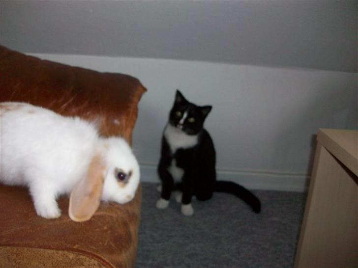 Huskat Kiwi - lidt nysgerrig er hun da.. billede 6