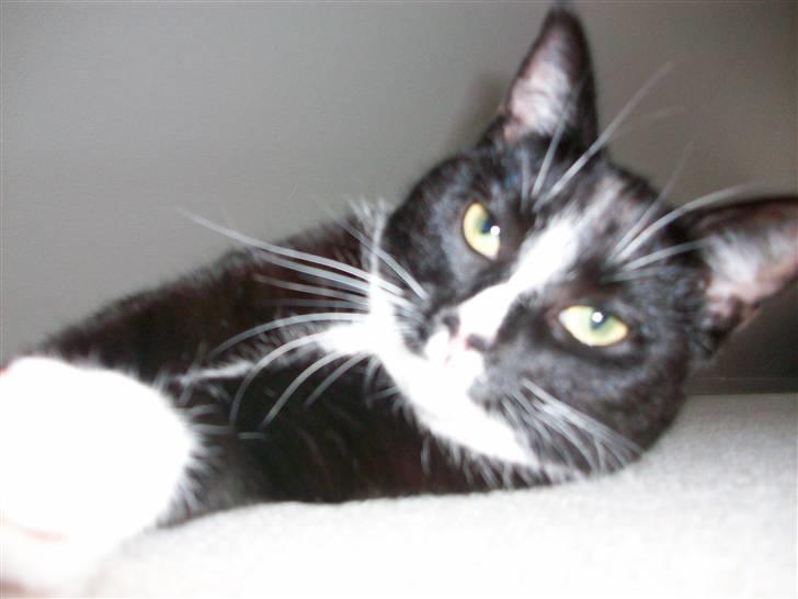 Huskat Kiwi billede 7