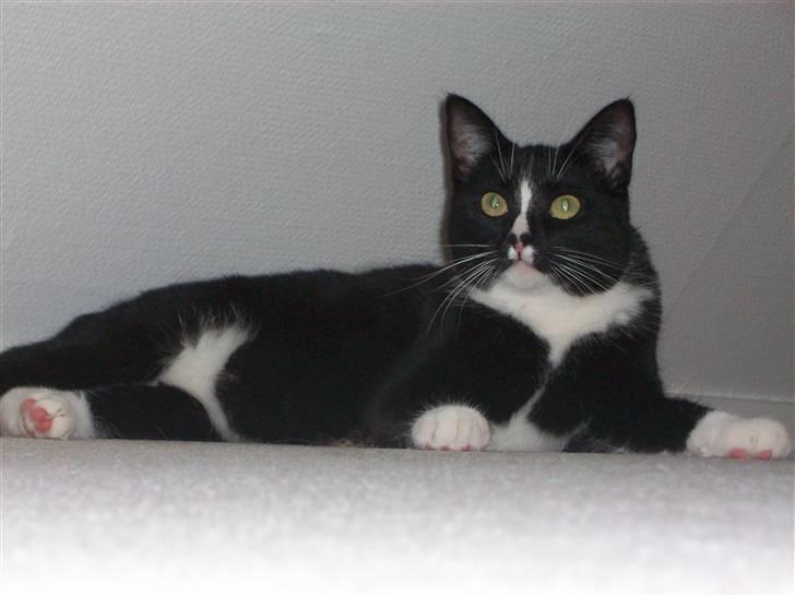 Huskat Kiwi - hun er blevet lidt fed hehe.. billede 8