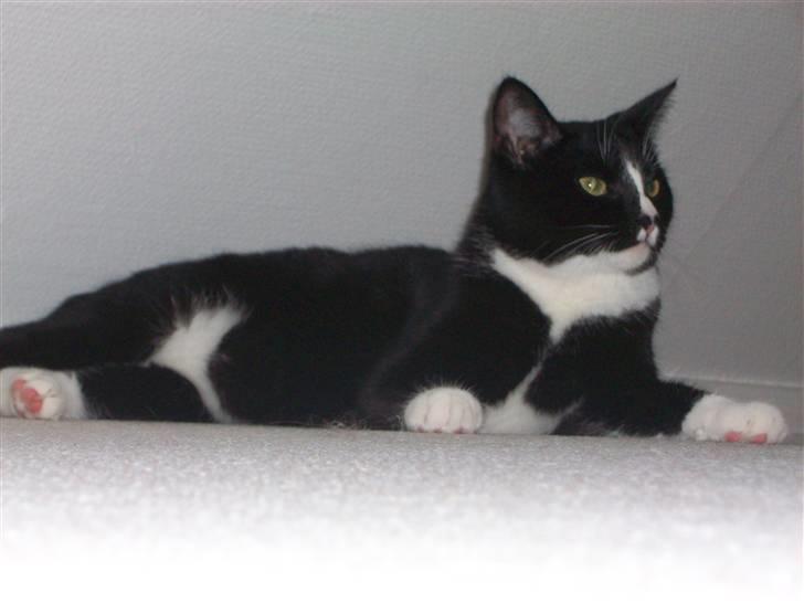 Huskat Kiwi billede 9