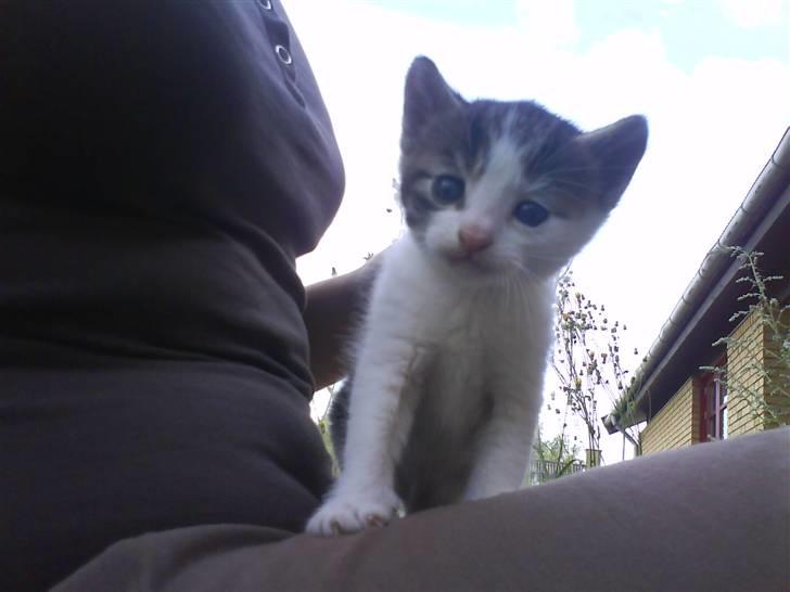 Blanding af racer Skimmel *Vildkat* - Båååh :D velkommen til mig :) billede 1