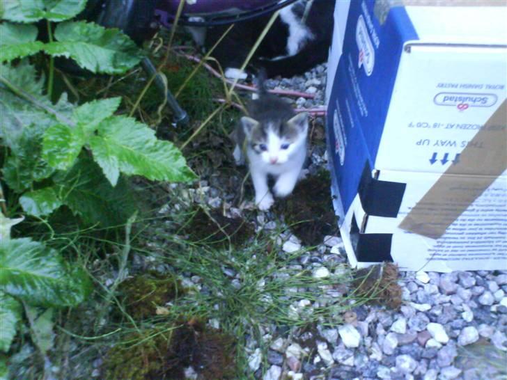 Blanding af racer Skimmel *Vildkat* - Jeg hørte at du kaldte :D, min moar er bag ved mig sam med mine søskende :) billede 2