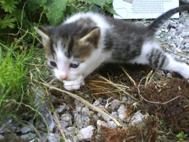 Blanding af racer Skimmel *Vildkat* - Hopsa :D billede 3