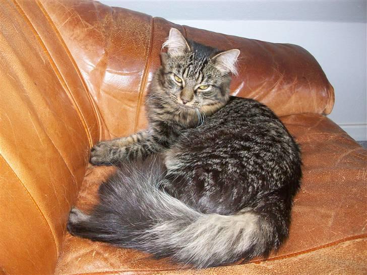 Norsk Skovkat Skipper billede 17