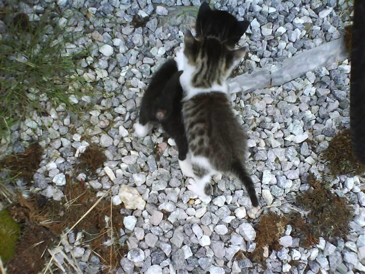 Blanding af racer Skimmel *Vildkat* - Flyt dig Buller !!! billede 4