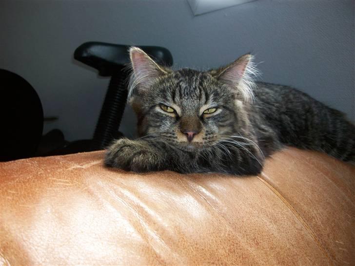 Norsk Skovkat Skipper - jeg er en løve.. billede 18