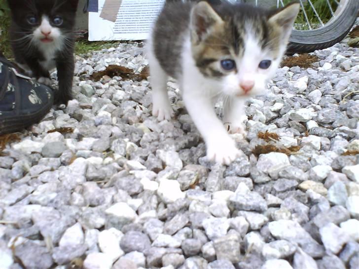 Blanding af racer Skimmel *Vildkat* - jeg kommer nu så du kan tage de billeder :D billede 5