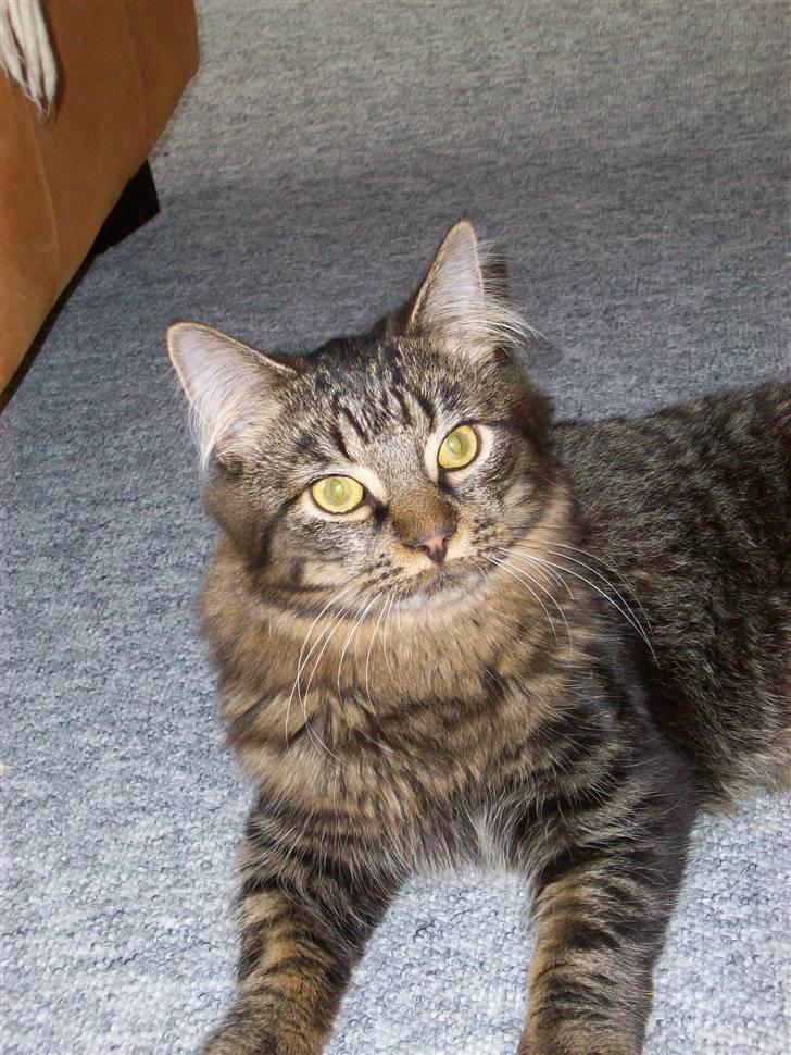 Norsk Skovkat Skipper billede 19