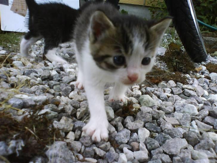 Blanding af racer Skimmel *Vildkat* billede 6