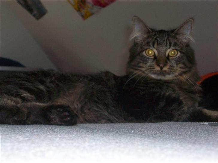 Norsk Skovkat Skipper billede 20